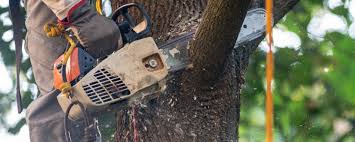 Best Soil Testing and Treatment  in Mountain View, CA
