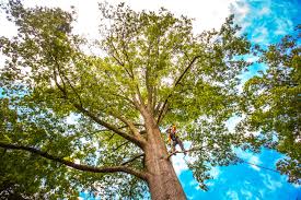Mountain View, CA Tree Care Company