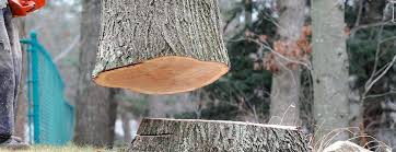 Best Tree Mulching  in Mountain View, CA