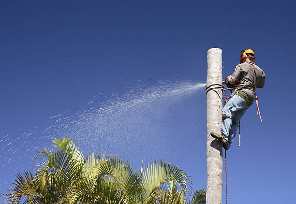 How Our Tree Care Process Works  in  Mountain View, CA