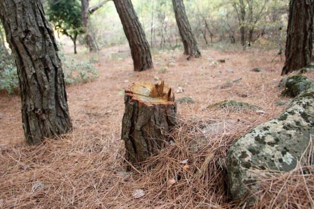 Best Emergency Tree Removal  in Mountain View, CA