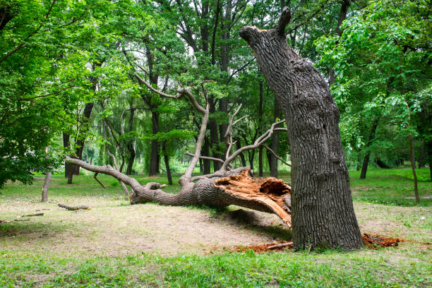 Best Root Management and Removal  in Mountain View, CA
