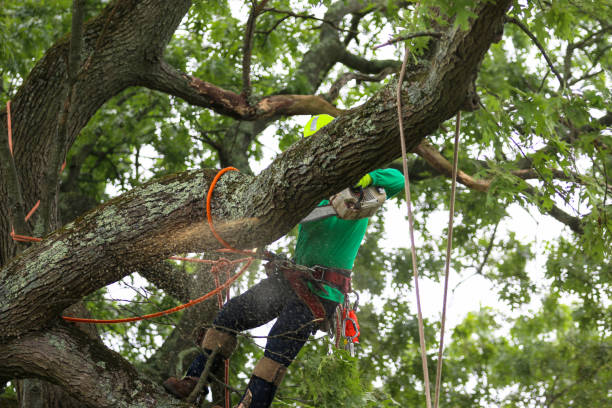 Best Tree Maintenance Programs  in Mountain View, CA