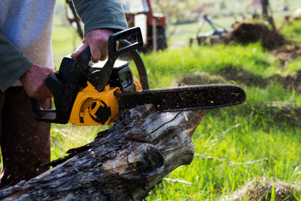 Best Lawn Renovation and Restoration  in Mountain View, CA