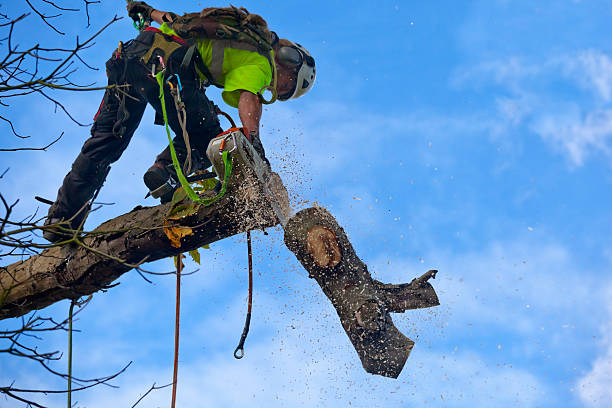 Best Lawn Watering Services  in Mountain View, CA