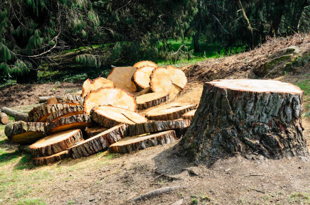 Best Tree Preservation Services  in Mountain View, CA